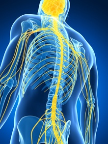 Illustration of spinal cord and nerves in the body.